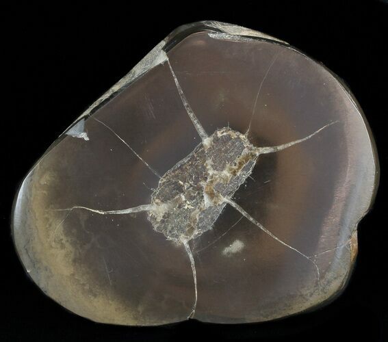 Polished Fish Coprolite (Fossil Poo) - Scotland #50473